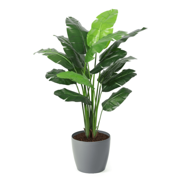 Artificial Interior Banana Tree 220cm | Evergreen Direct