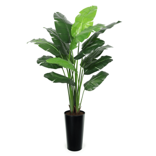 Artificial Interior Banana Tree 220cm | Evergreen Direct