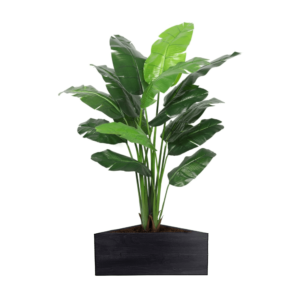 Artificial Interior Banana Tree 220cm | Evergreen Direct