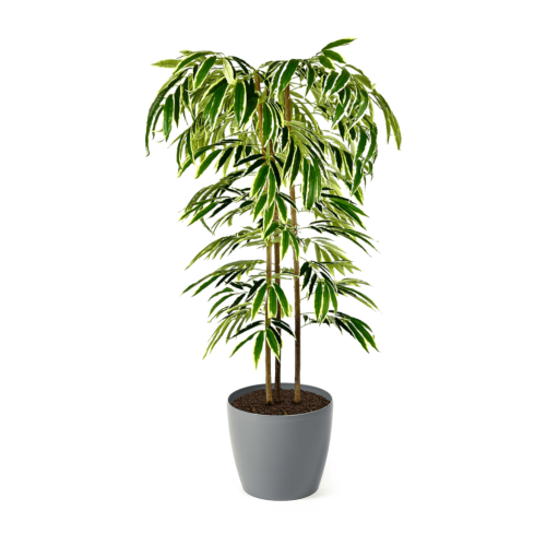 Artificial Ficus Alii Tree | Evergreen Direct