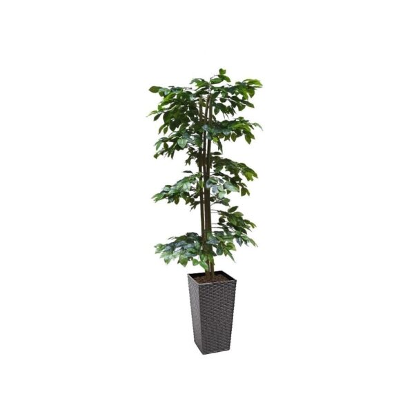 Artificial Green Ficus Spiral Tree | Evergreen Direct