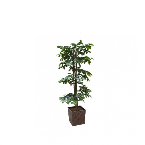 Artificial Green Ficus Spiral Tree | Evergreen Direct