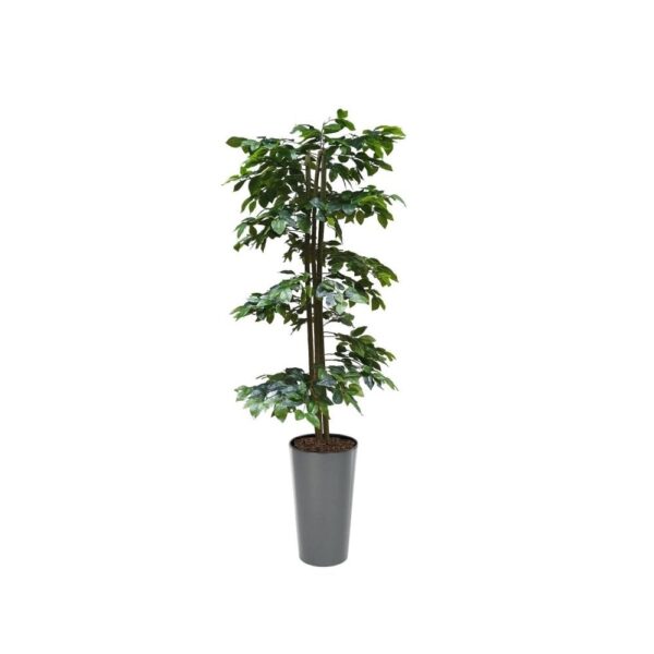 Artificial Green Ficus Spiral Tree | Evergreen Direct