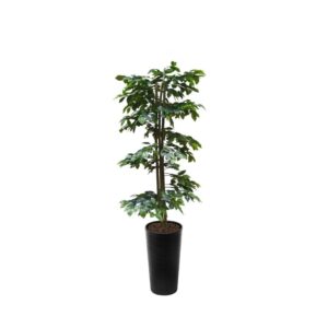 Artificial Green Ficus Spiral Tree | Evergreen Direct