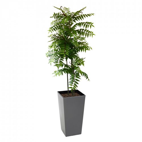 Crocodile Cedrella Fern Palm 200cm | Evergreen Direct