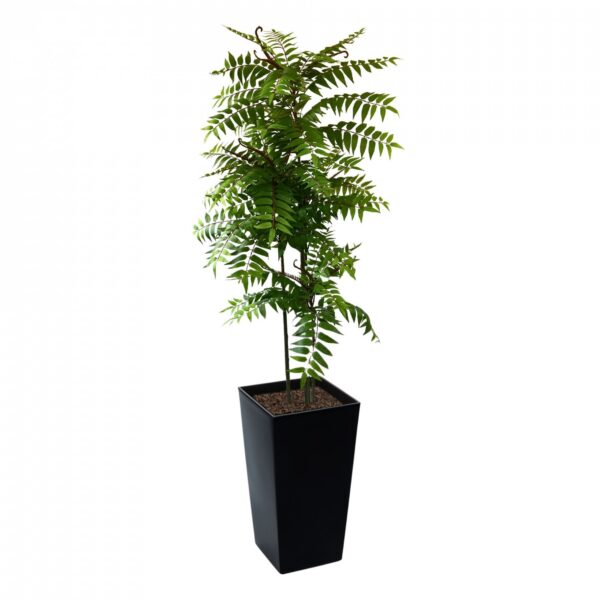 Crocodile Cedrella Fern Palm 200cm | Evergreen Direct