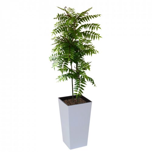 Crocodile Cedrella Fern Palm 200cm | Evergreen Direct