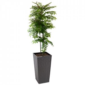 Crocodile Cedrella Fern Palm 200cm | Evergreen Direct