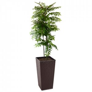 Crocodile Cedrella Fern Palm 200cm | Evergreen Direct