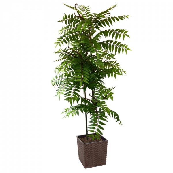 Crocodile Cedrella Fern Palm 200cm | Evergreen Direct