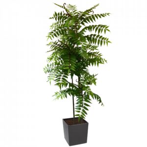 Crocodile Cedrella Fern Palm 200cm | Evergreen Direct