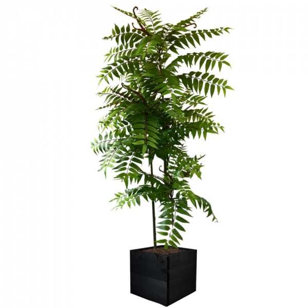 Crocodile Cedrella Fern Palm 200cm | Evergreen Direct