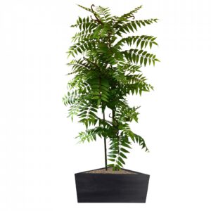 Crocodile Cedrella Fern Palm 200cm | Evergreen Direct