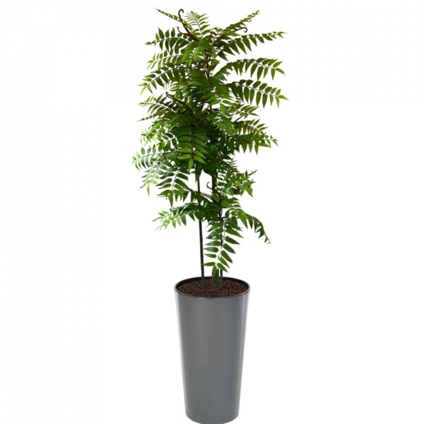 Crocodile Cedrella Fern Palm 200cm | Evergreen Direct