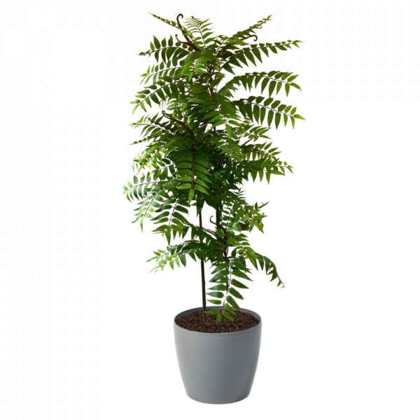 Crocodile Cedrella Fern Palm 200cm | Evergreen Direct