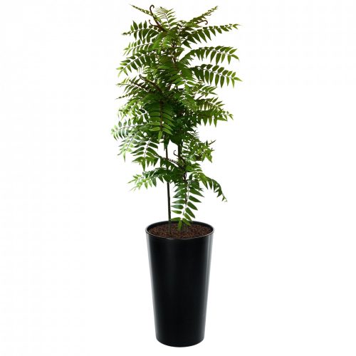 Crocodile Cedrella Fern Palm 200cm | Evergreen Direct