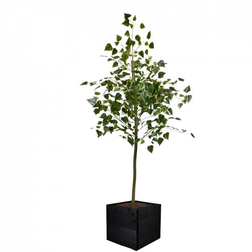 Artificial Spring Birch Tree  | Evergreen Direct