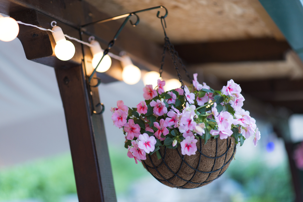 Hanging Baskets