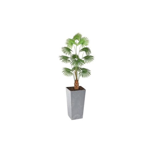 Artificial Fan Palm 180cm | Evergreen Direct