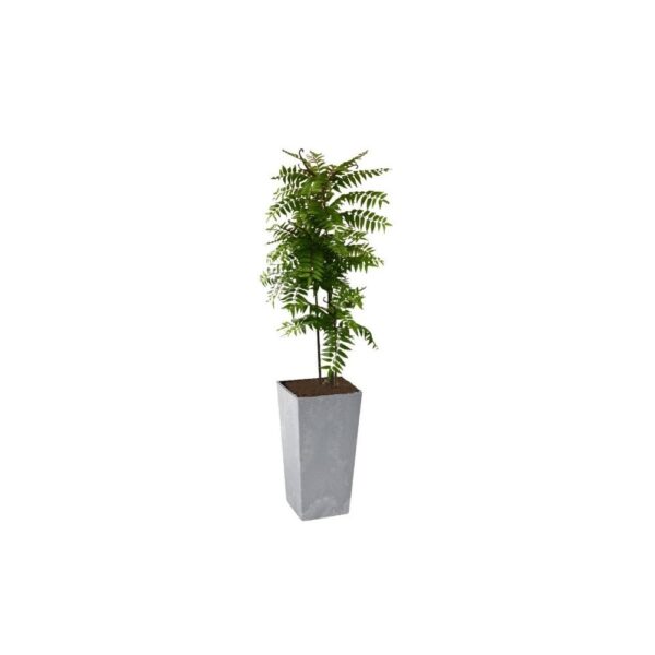 Crocodile Cedrella Fern Palm 200cm | Evergreen Direct