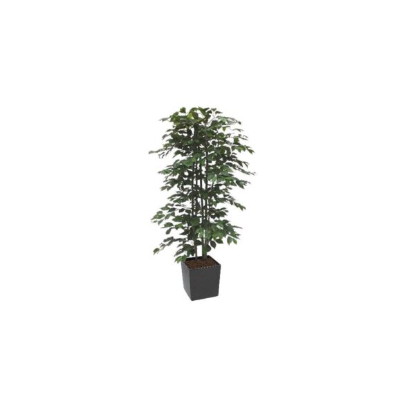 #1 for Artificial Green Ficus Trees | Evergreen Direct