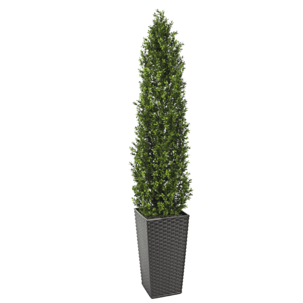 Artifcial Buxus Shrub With Stem 150cm | Evergreen Direct