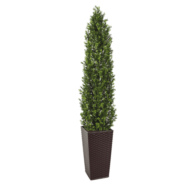 Artifcial Buxus Shrub With Stem 150cm | Evergreen Direct