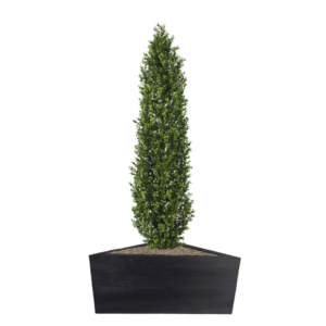 Artifcial Buxus Shrub With Stem 150cm  | Evergreen Direct