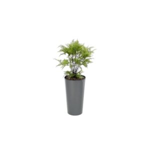 Artificial Decorative Fern Tree From Evergreen Direct