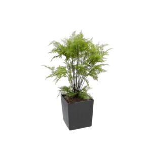 Artificial Decorative Fern Tree From Evergreen Direct