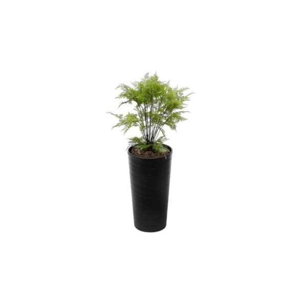 Artificial Decorative Fern Tree From Evergreen Direct