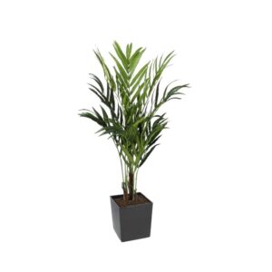 #1 for Artificial Kentia Palm Trees | Evergreen Direct