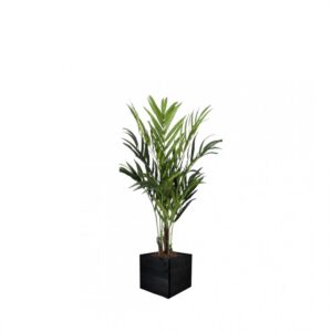 #1 for Artificial Kentia Palm Trees | Evergreen Direct