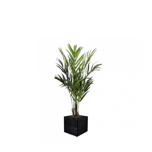 #1 for Artificial Kentia Palm Trees | Evergreen Direct