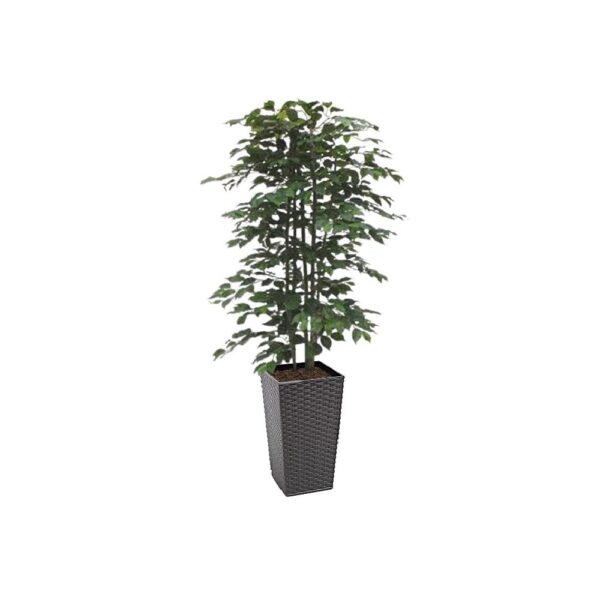 #1 for Artificial Green Ficus Trees | Evergreen Direct