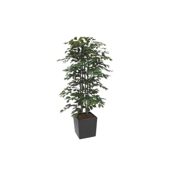 #1 for Artificial Green Ficus Trees | Evergreen Direct