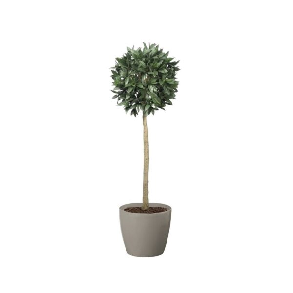 Artificial Bay Laurel Ball Tree | Evergreen Direct