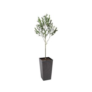 Artificial UV Outdoor Olive Tree | Evergreen Direct