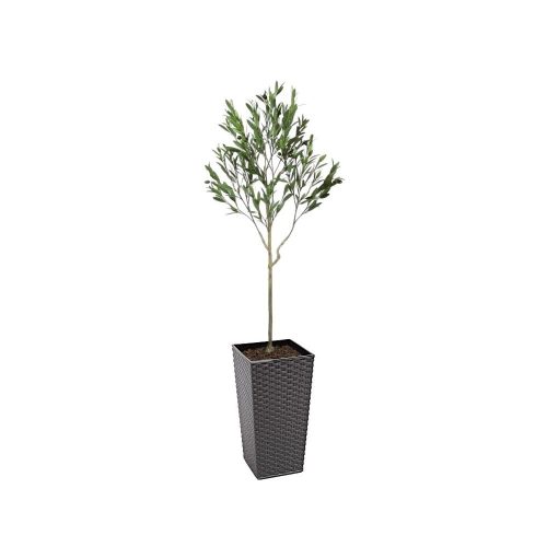 Artificial UV Outdoor Olive Tree | Evergreen Direct