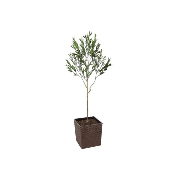 Artificial UV Outdoor Olive Tree | Evergreen Direct