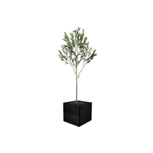 Artificial UV Outdoor Olive Tree | Evergreen Direct