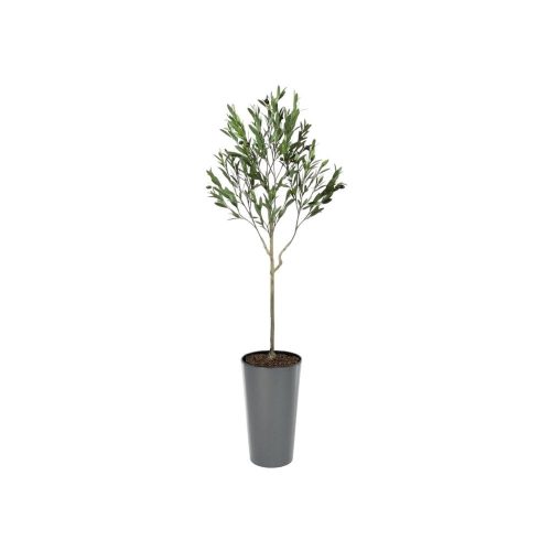 Artificial UV Outdoor Olive Tree | Evergreen Direct