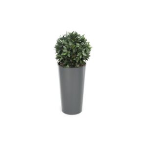 Artificial Bay Laurel Ball Tree Topiary | Evergreen Direct