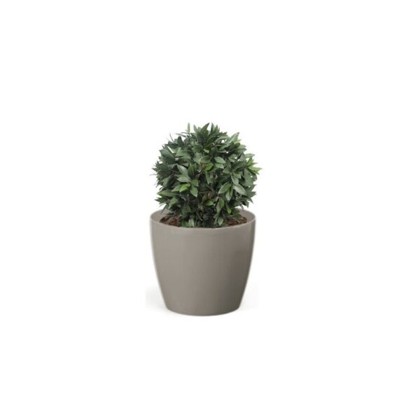 Artificial Bay Laurel Ball Tree Topiary | Evergreen Direct