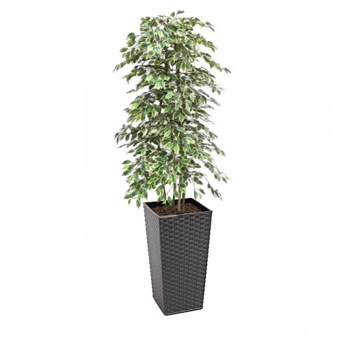 Artificial Variegated Ficus Tree and Handbuilt Trees From Evergreen Di