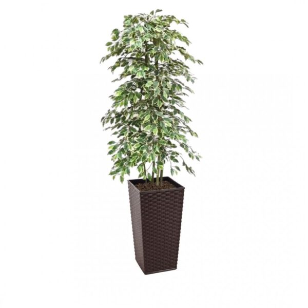 Artificial Variegated Ficus Tree and Handbuilt Trees From Evergreen Di