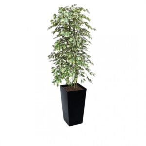 Artificial Variegated Ficus Tree and Handbuilt Trees From Evergreen Di