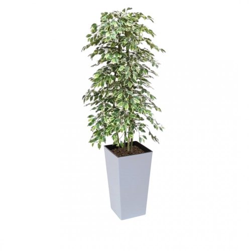 Artificial Variegated Ficus Tree and Handbuilt Trees From Evergreen Di