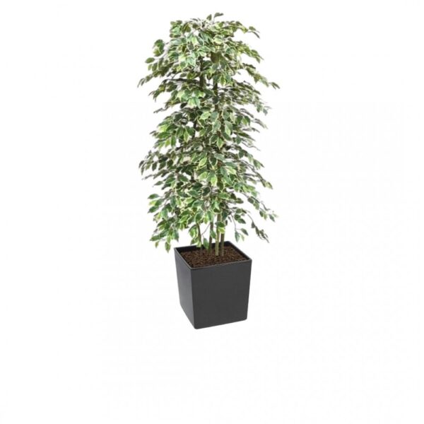 Artificial Variegated Ficus Tree and Handbuilt Trees From Evergreen Di