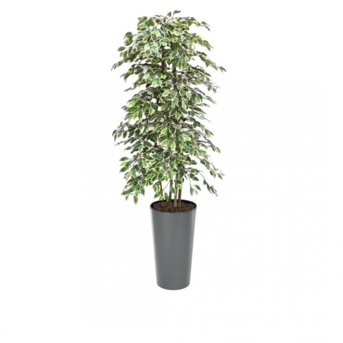 Artificial Variegated Ficus Tree and Handbuilt Trees From Evergreen Di